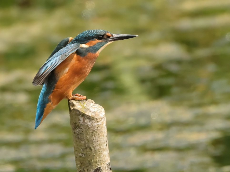 Kingfisher, Marsh Harrier, Canary-Shouldered Thorn, and a blinged-out Black-Tailed Godwit